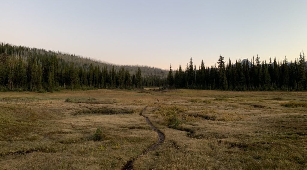 A narrow trail running through an open alpine meadow surrounded by a forest of conifer trees, under the dim light of dusk