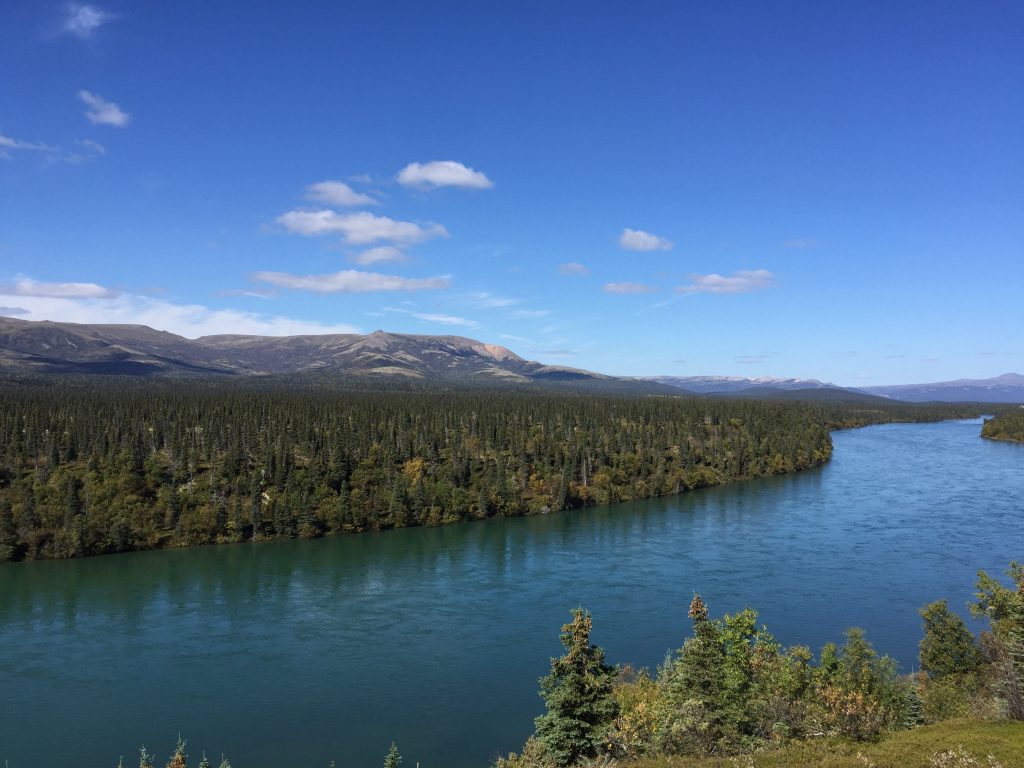 Wide river surrounded by dense forest under a bright blue sky