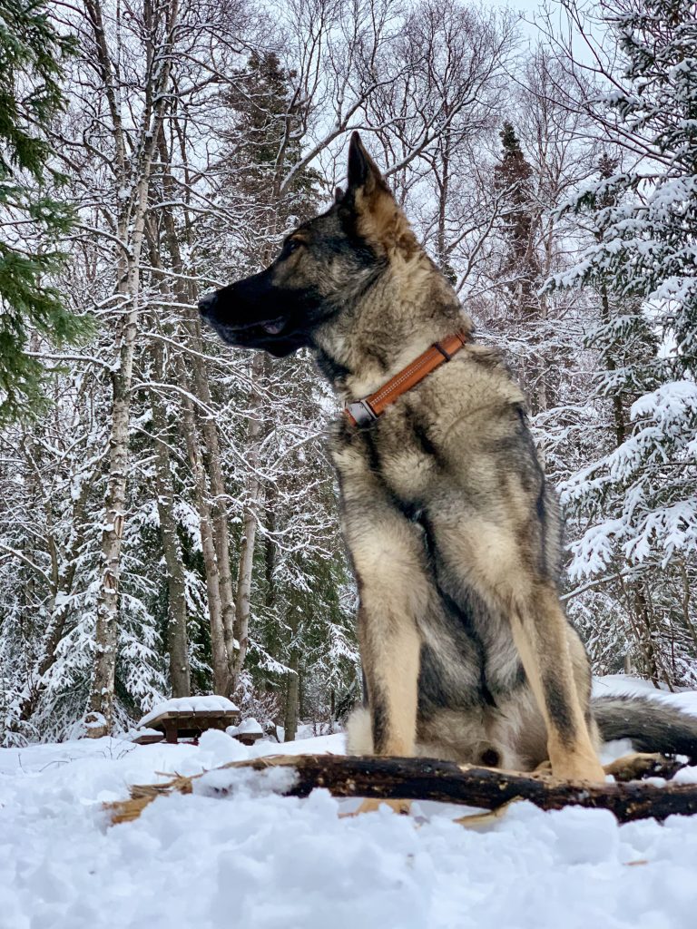 A German Shepherd named Akko sitting in a snowy forest in Anchorage, Alaska.