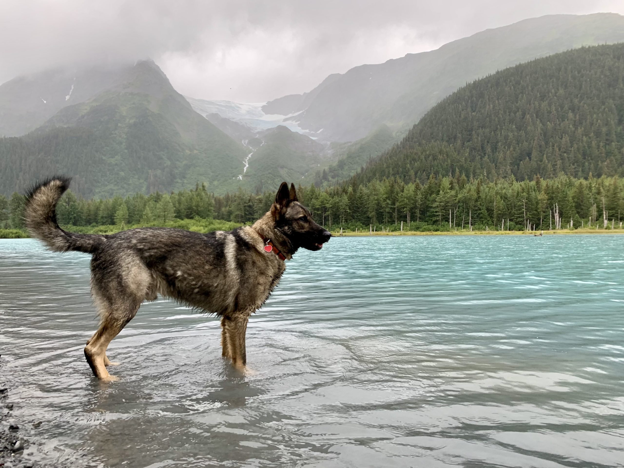 Akko, a loyal German Shepherd, explores the scenic Trail of Blue Ice, surrounded by turquoise waters and towering mountains on a misty day.