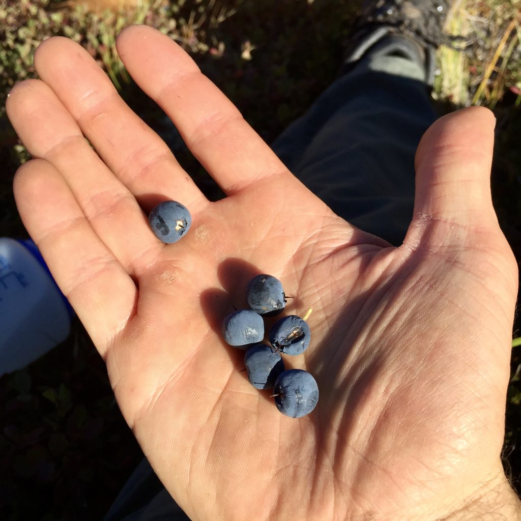 A hand holding freshly picked wild blueberries in Anchorage, Alaska.