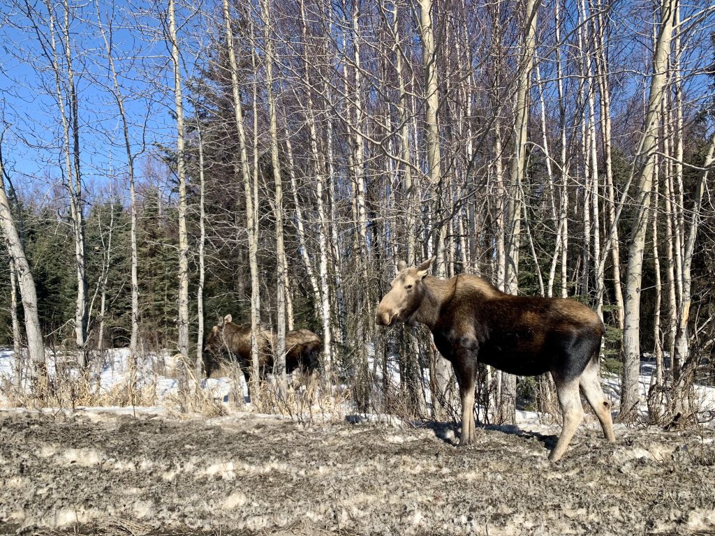 A moose standing among birch trees in Anchorage, Alaska, during the winter