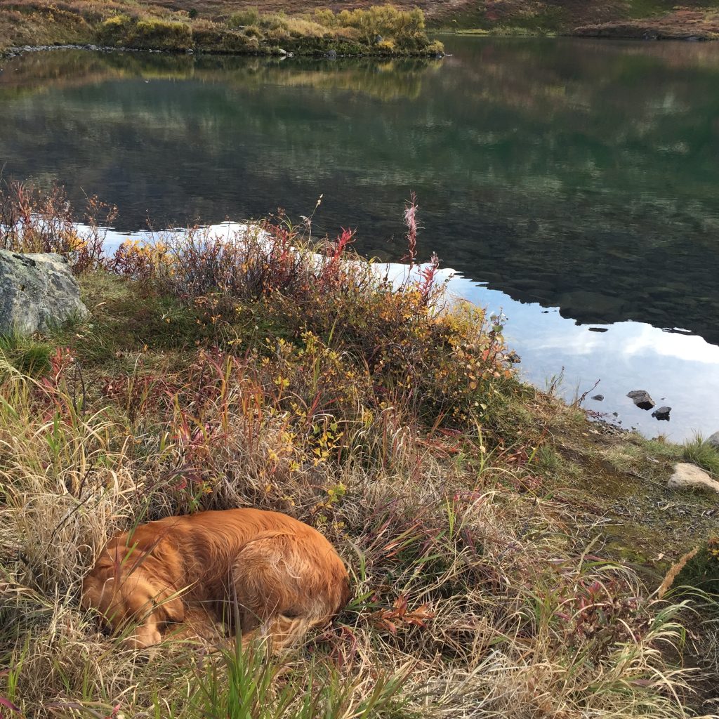 Golden retriever resting by the edge of Symphony Lake in Anchorage, Alaska, surrounded by autumn foliage