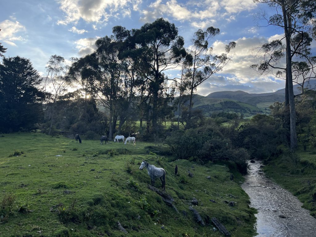 Peaceful landscape with horses grazing near a stream at sunset in El Chaupi, Ecuador