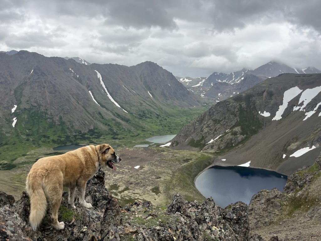 A large dog stands on a rocky ledge overlooking Williwaw Lakes and the surrounding mountainous landscape in Anchorage, Alaska, under a cloudy sky