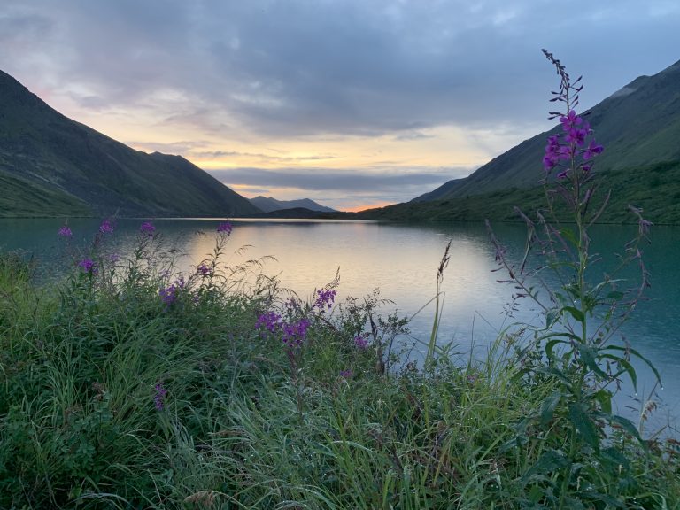 View of Symphony Lake in Anchorage, Alaska, at dusk with fireweed blooming in the foreground