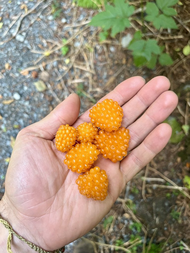 A close-up of bright orange salmon berries resting in a person’s hand.