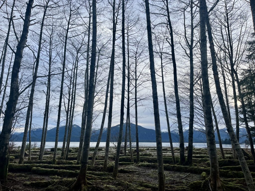 A forest of bare trees with mossy ground and distant mountains in Sitka, Alaska.