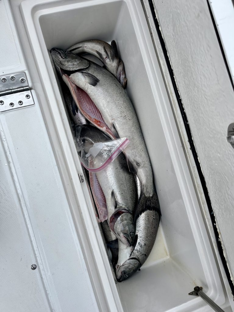 A cooler filled with freshly caught salmon on a charter boat in Sitka, Alaska.